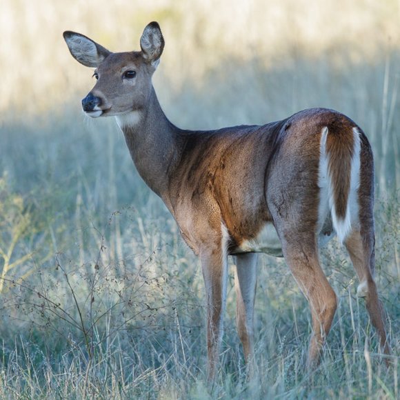 Meet your Posher, J - Picture 1 of 1